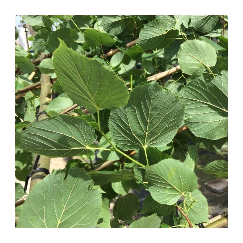 Tilia Pallida - leiboom