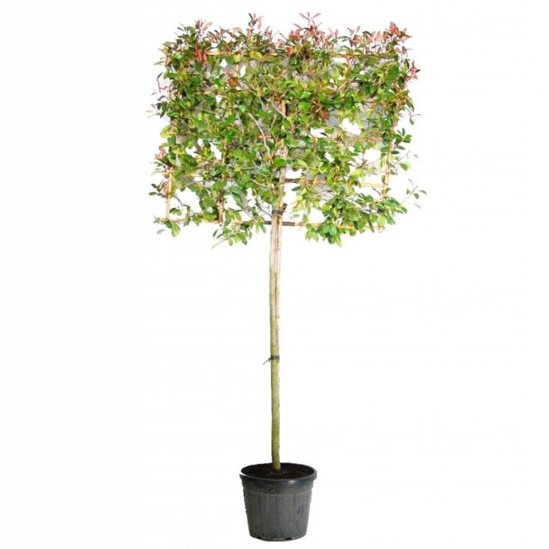 Photinia Fraseri 'Red Robin' - leiboom