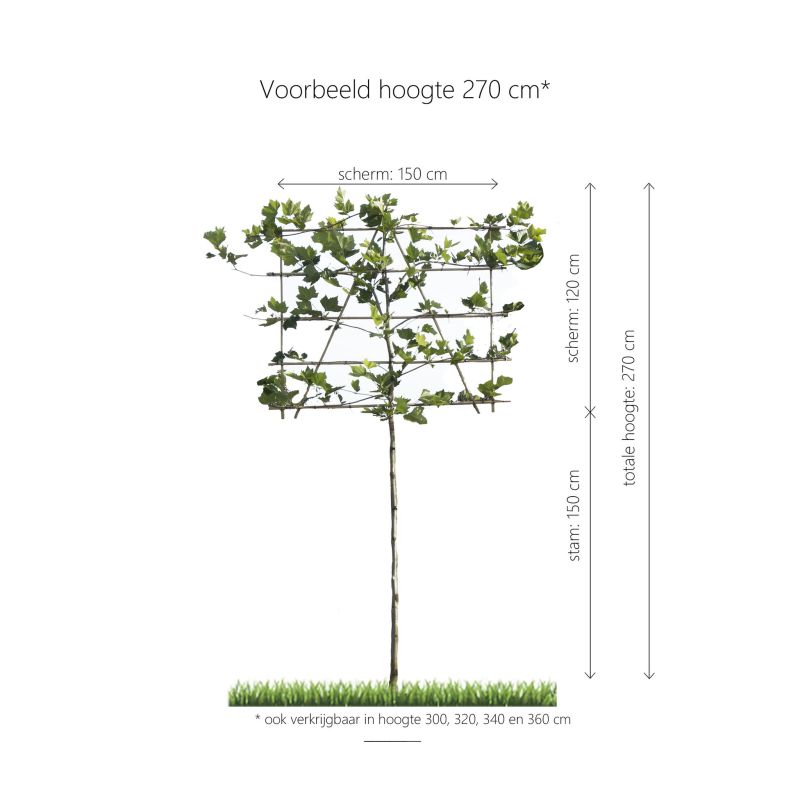 Platanus Hispanica - leiboom