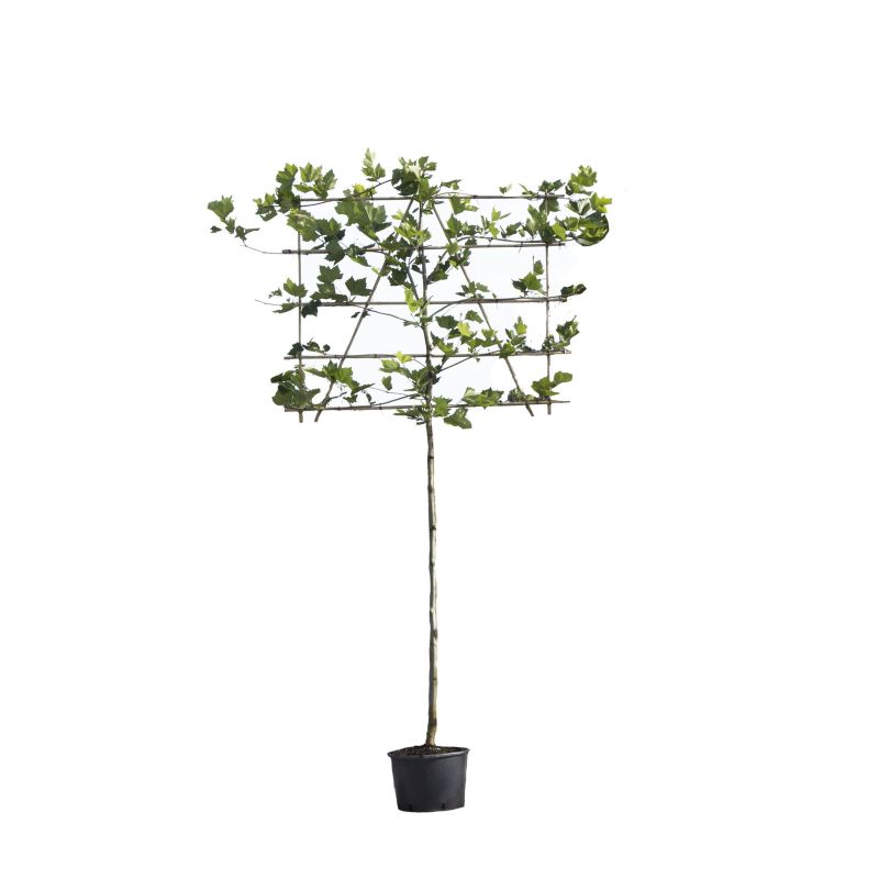 Platanus Hispanica - leiboom