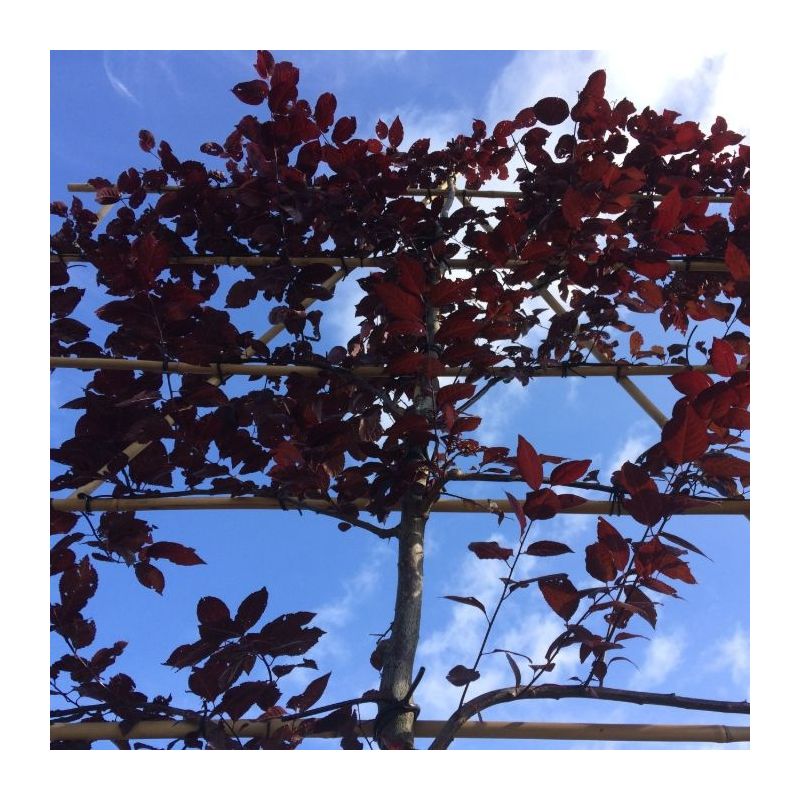 Prunus Nigra - leiboom