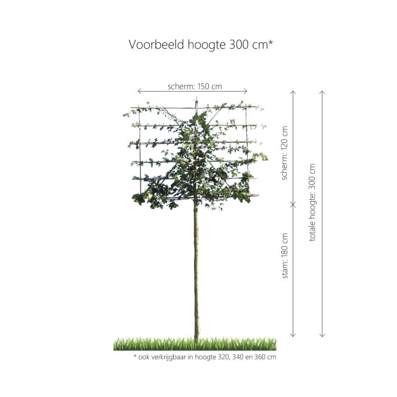Acer Campestre - leiboom