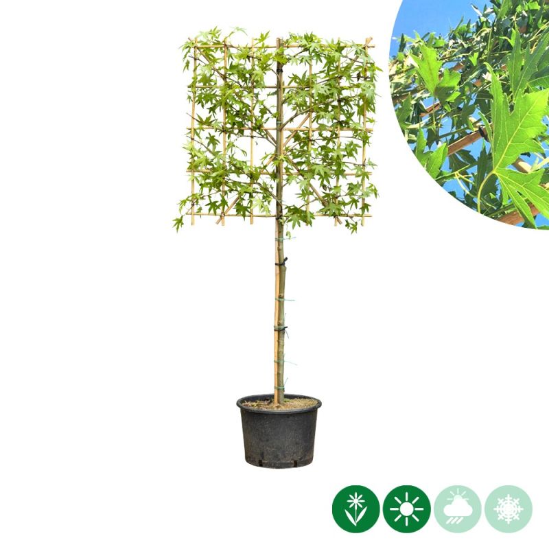 Liquidambar Worplesdon - leiboom laagstam
