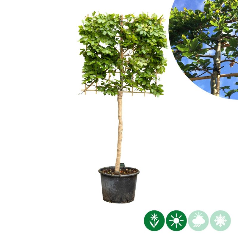 Fagus sylvatica - leiboom laagstam