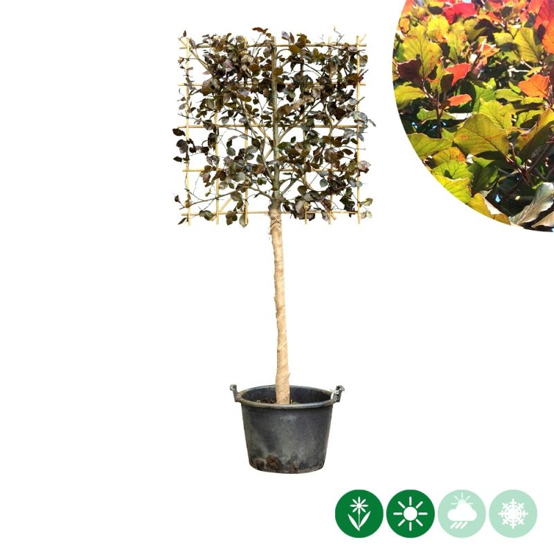 Fagus Atropunicea - leiboom laagstam