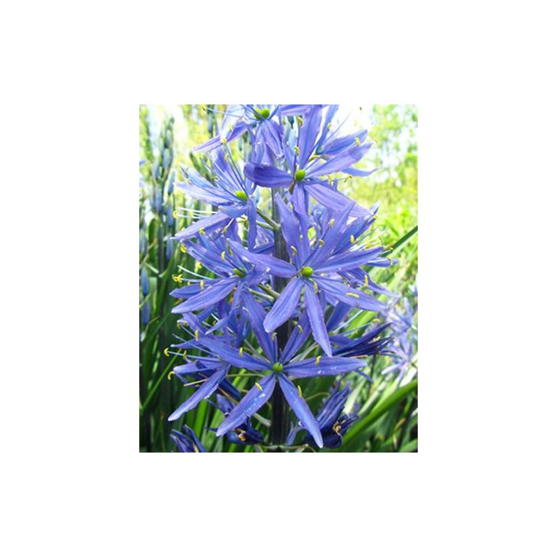 Camassia leichtlinii Caerulea - 25 stuks