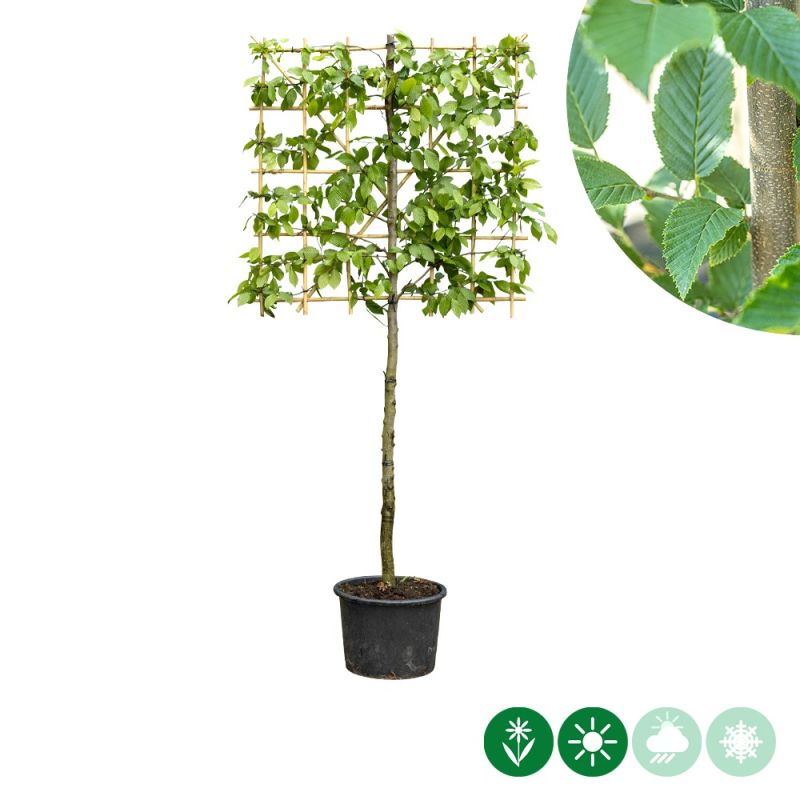 Carpinus betulus - leiboom laagstam