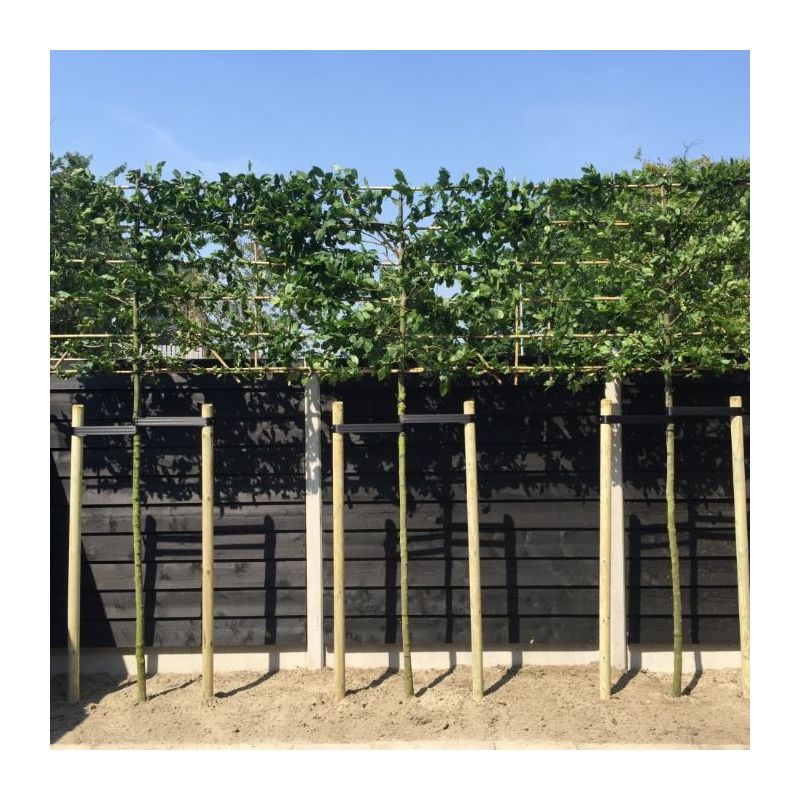 Carpinus betulus - leiboom