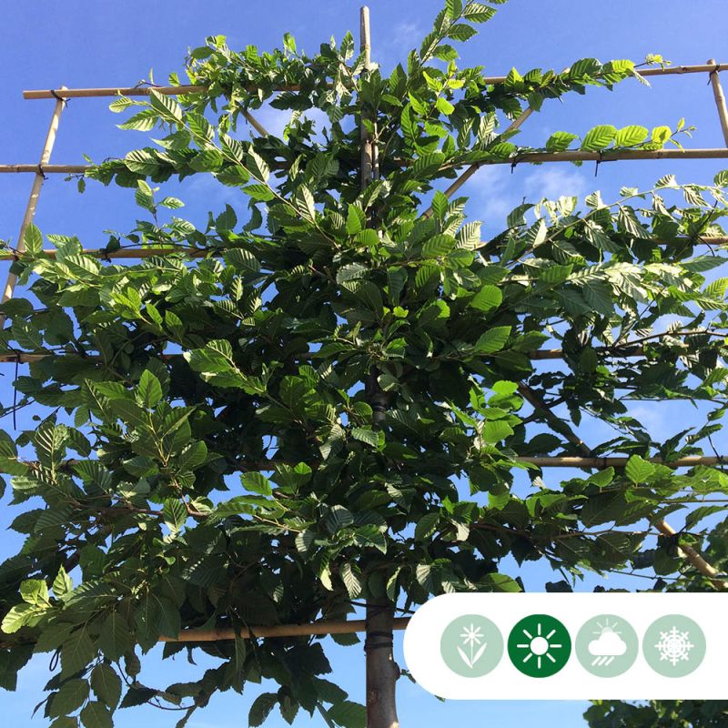 Carpinus betulus - leiboom laagstam