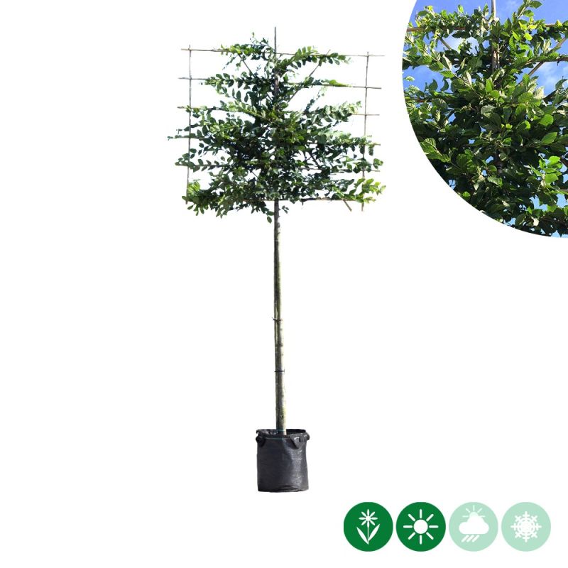 Carpinus betulus - leiboom