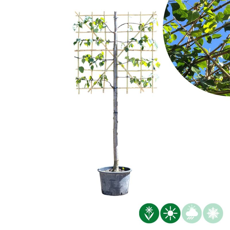 Tilia Pallida - leiboom laagstam