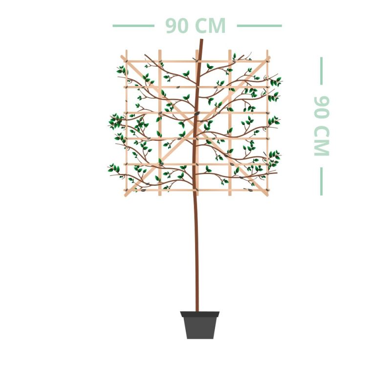 Fagus sylvatica - leiboom laagstam