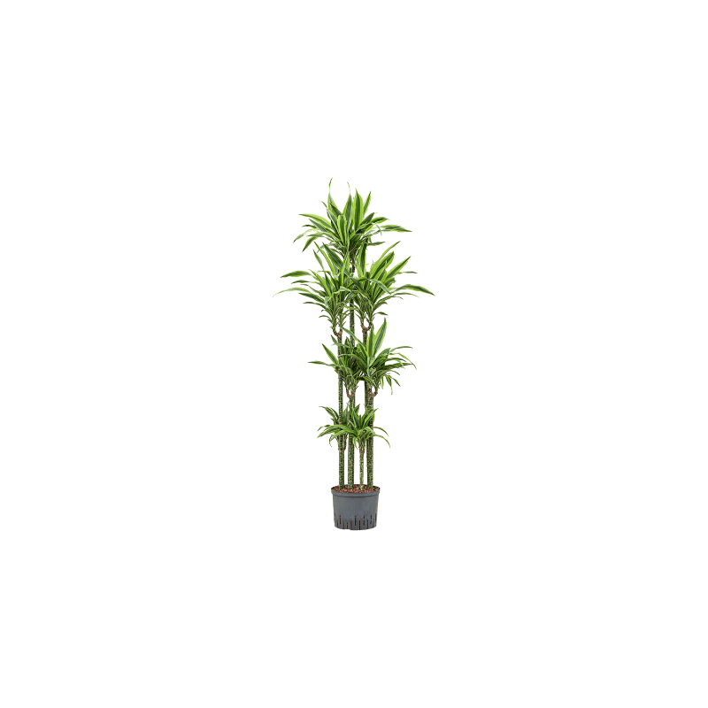 Dracaena Lemon Lime carrousel