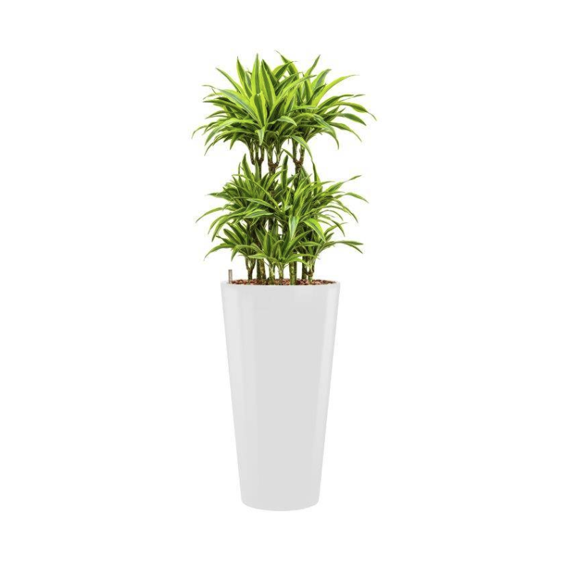 Dracaena Lemon Lime hydrocultuur in Runner rond wit