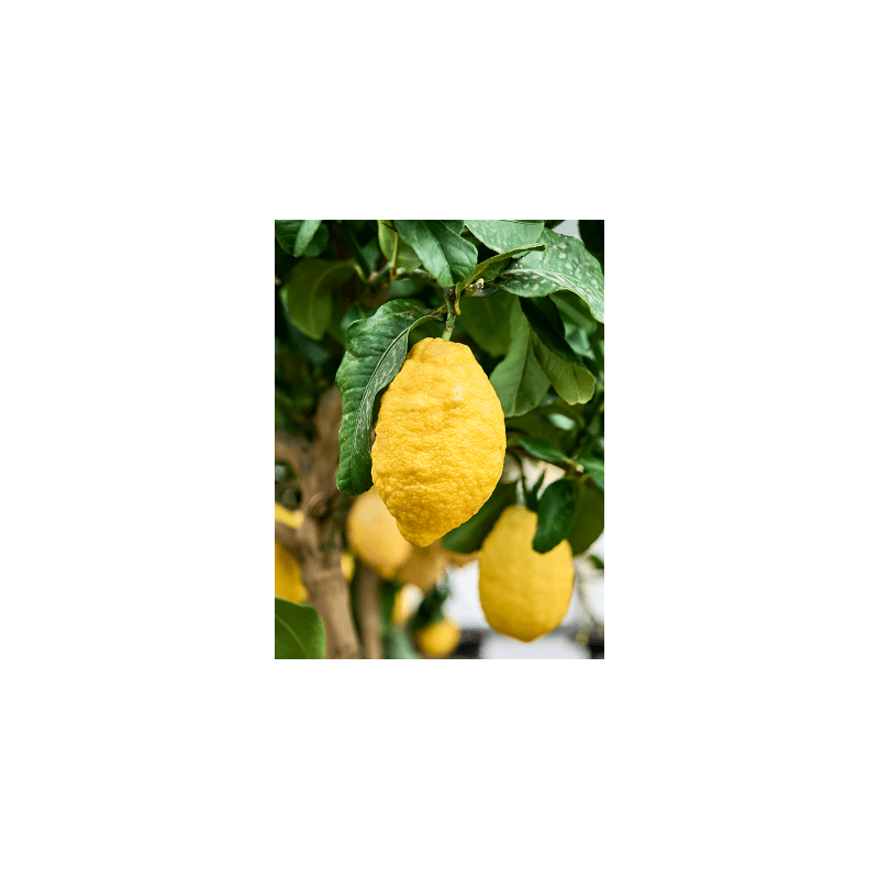 Citrus Lemon