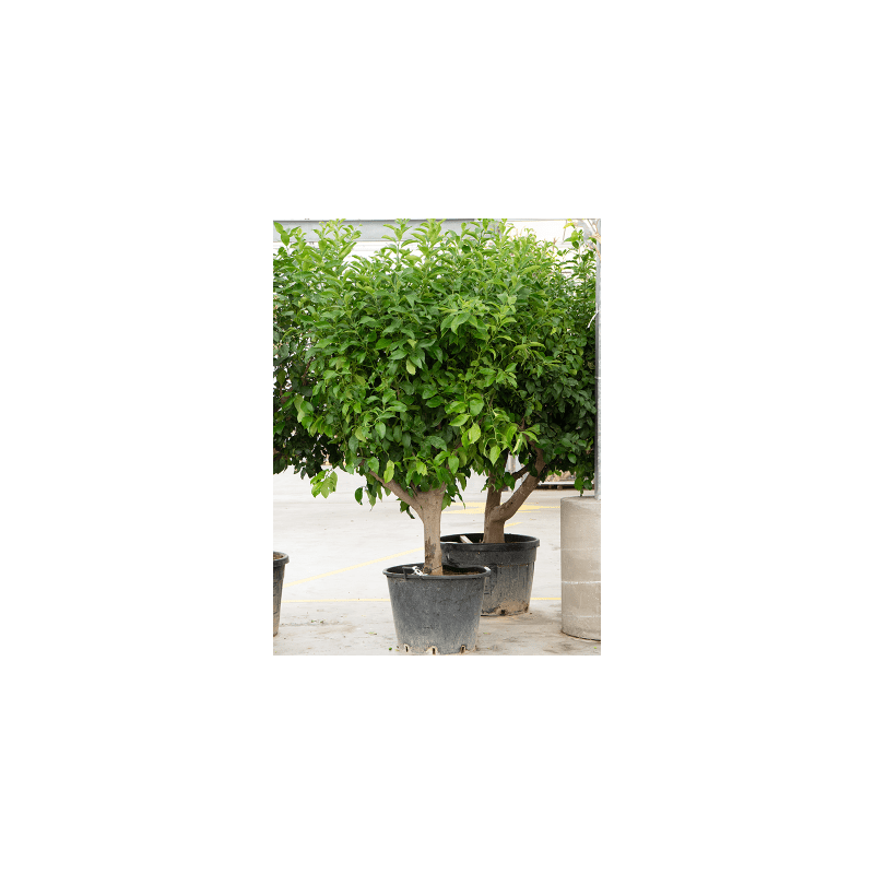 Citrus Lemon vertakt XXL