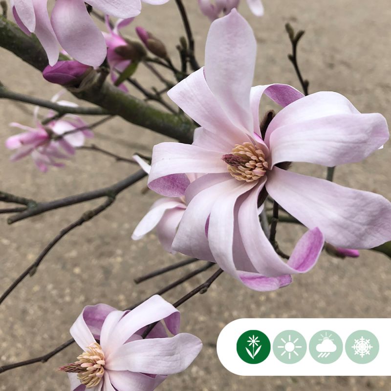 Magnolia Leonard Messel