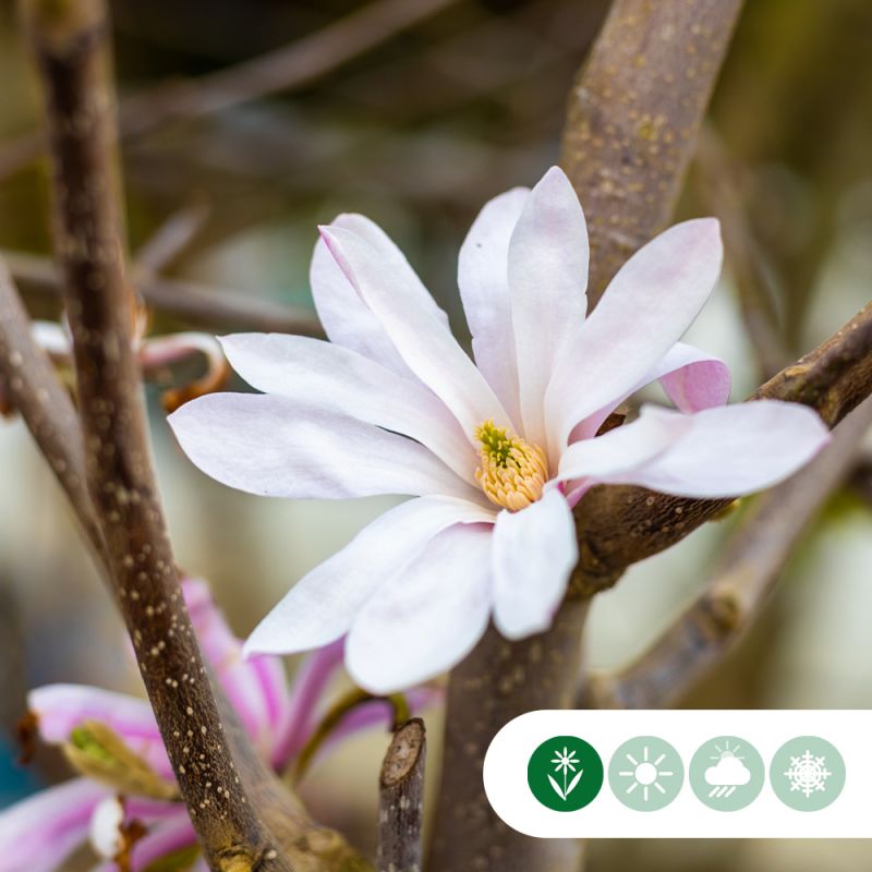 Magnolia Leonard Messel