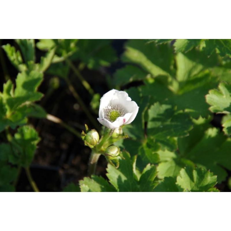 Anemone leveillei