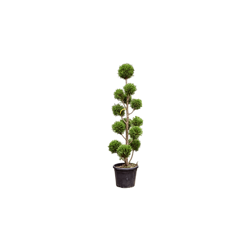 Cupressocyparis leylandii - multibol