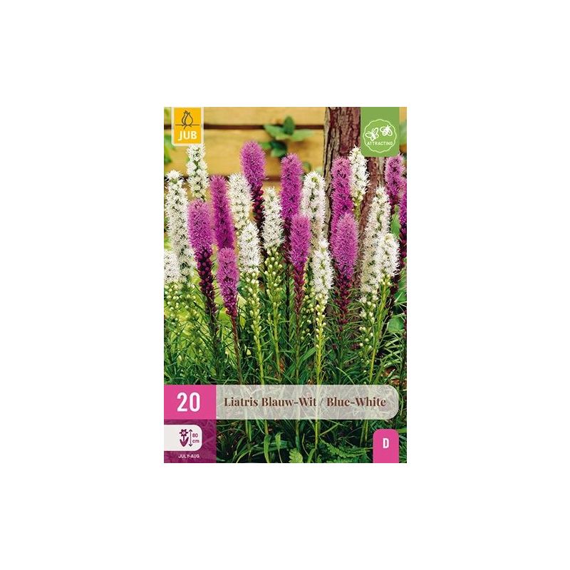 Liatris Blauw/Wit - 20 stuks