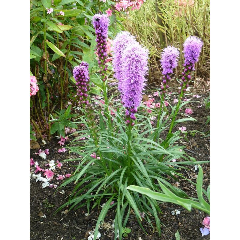 Liatris spicata 'Kobold' - 6 stuks