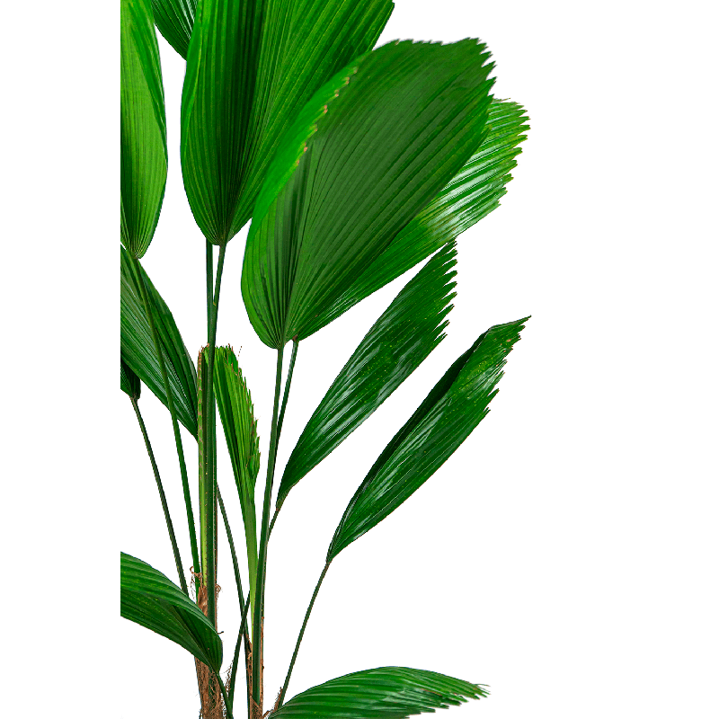 Licuala grandis 