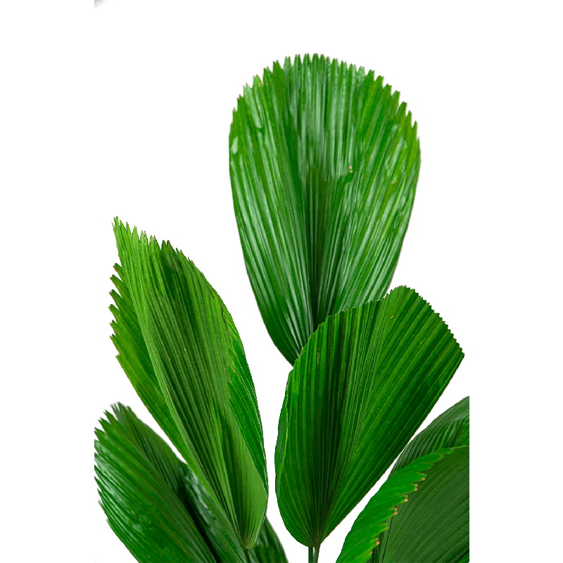 Licuala grandis 