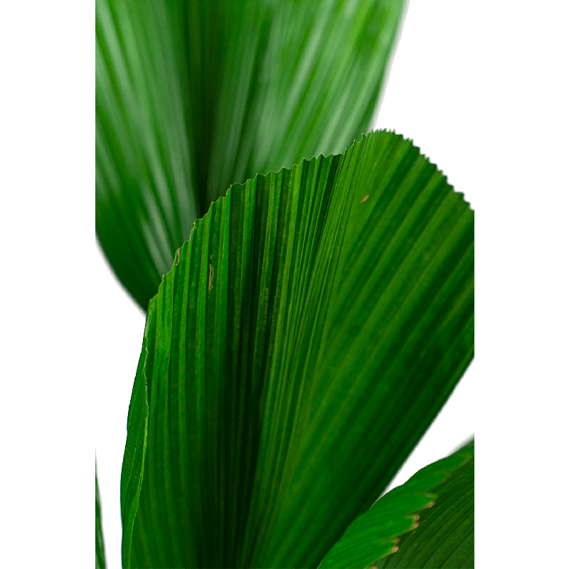Licuala grandis 