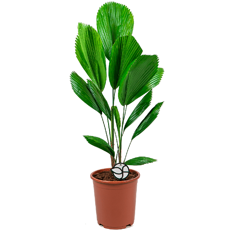 Licuala grandis 