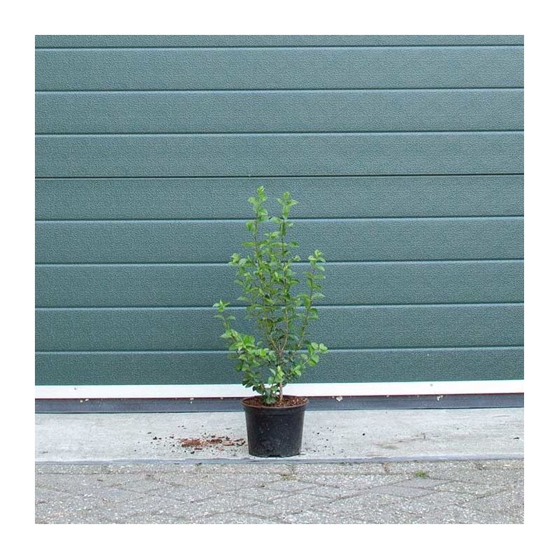Ligustrum ovalifolium haag