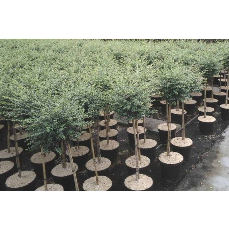 Ligustrum delavayanum op stam