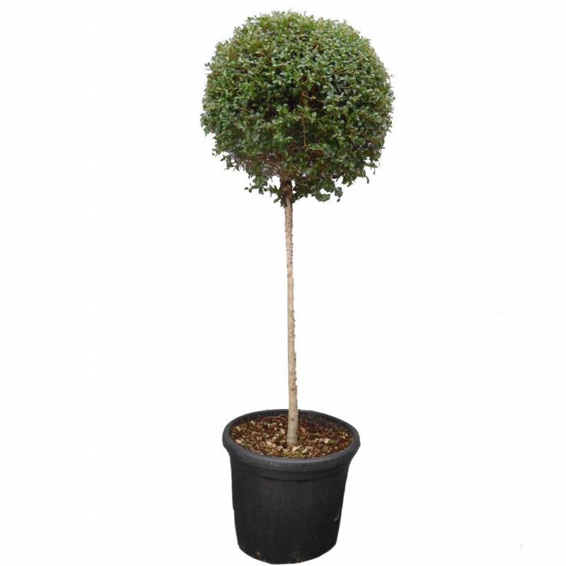 Ligustrum delavayanum op stam