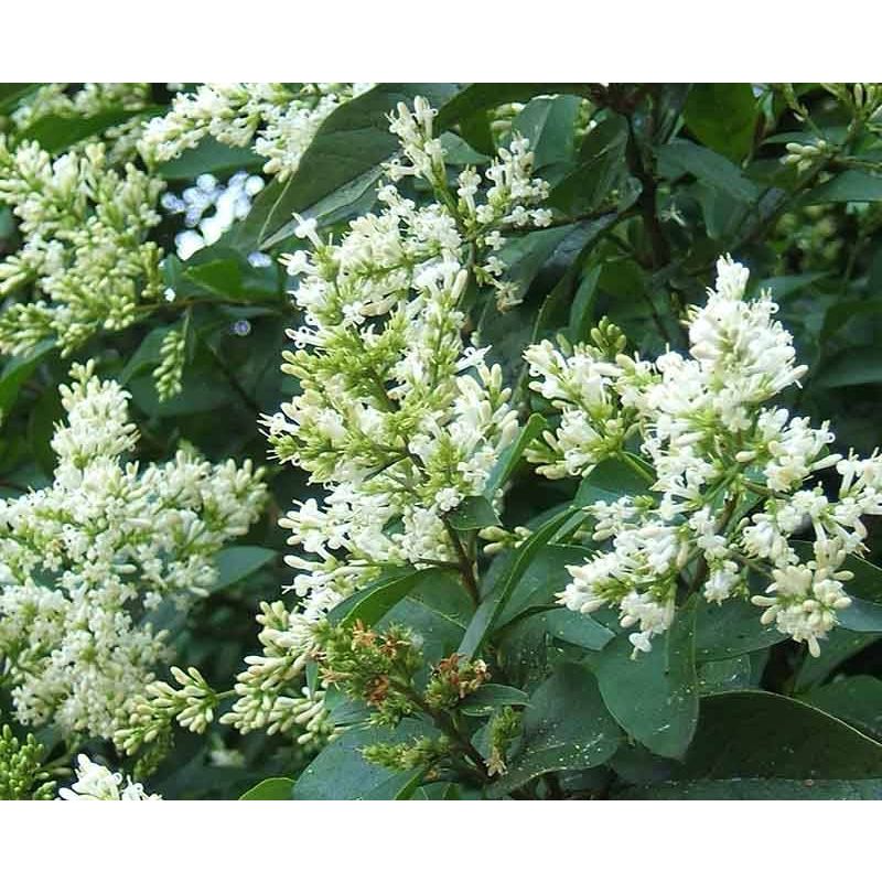 Ligustrum ovalifolium - haag