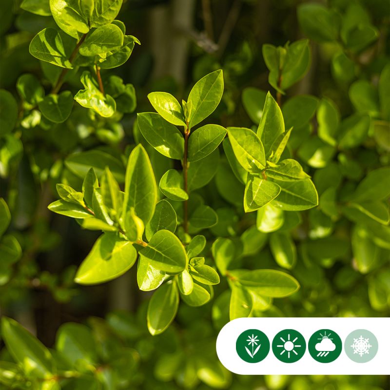 Ligustrum ovalifolium - haag