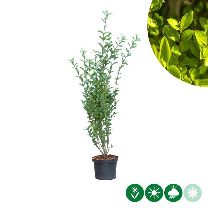 Ligustrum ovalifolium - haag