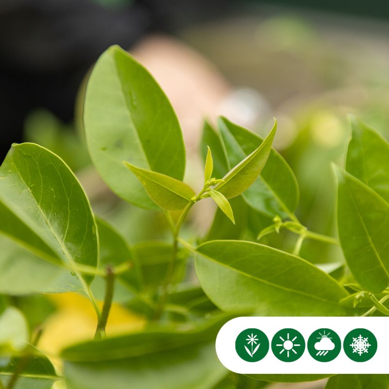 Ligustrum japonicum - leiboom