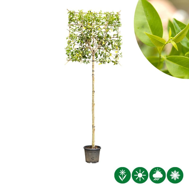 Ligustrum japonicum - leiboom