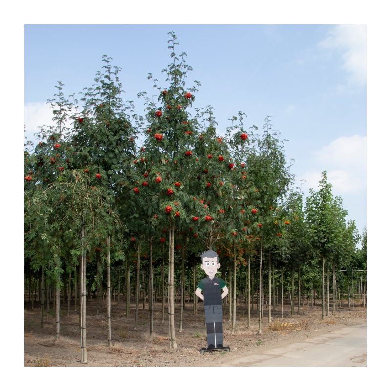 Sorbus aucuparia - volgroeid