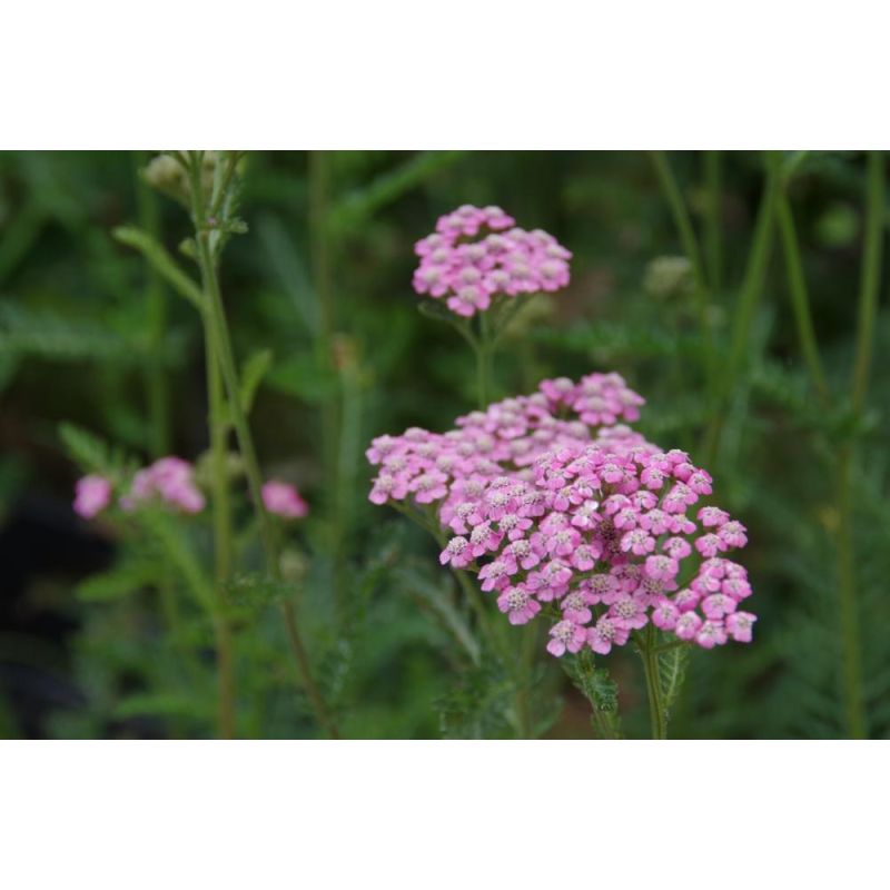 Achillea mil. 'Lilac Beauty'