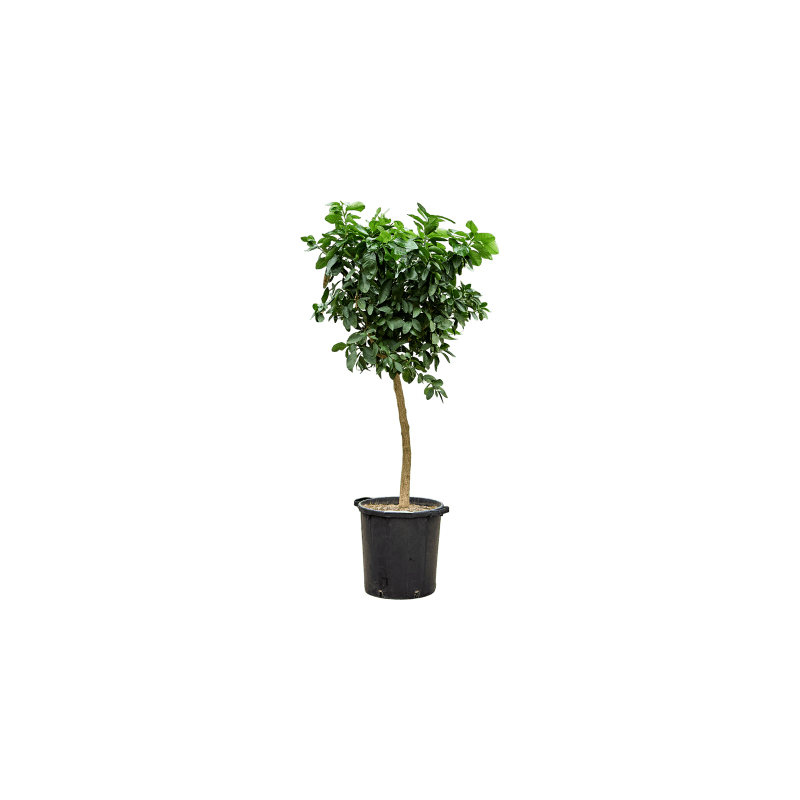 Citrus Lima Verde