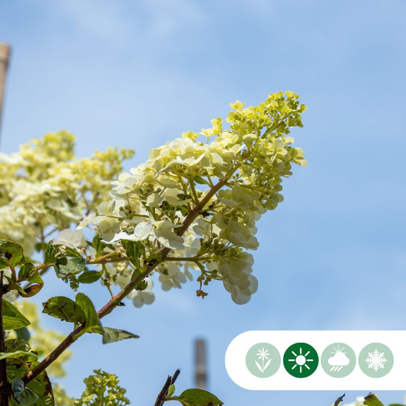 Hydrangea Limelight op stam