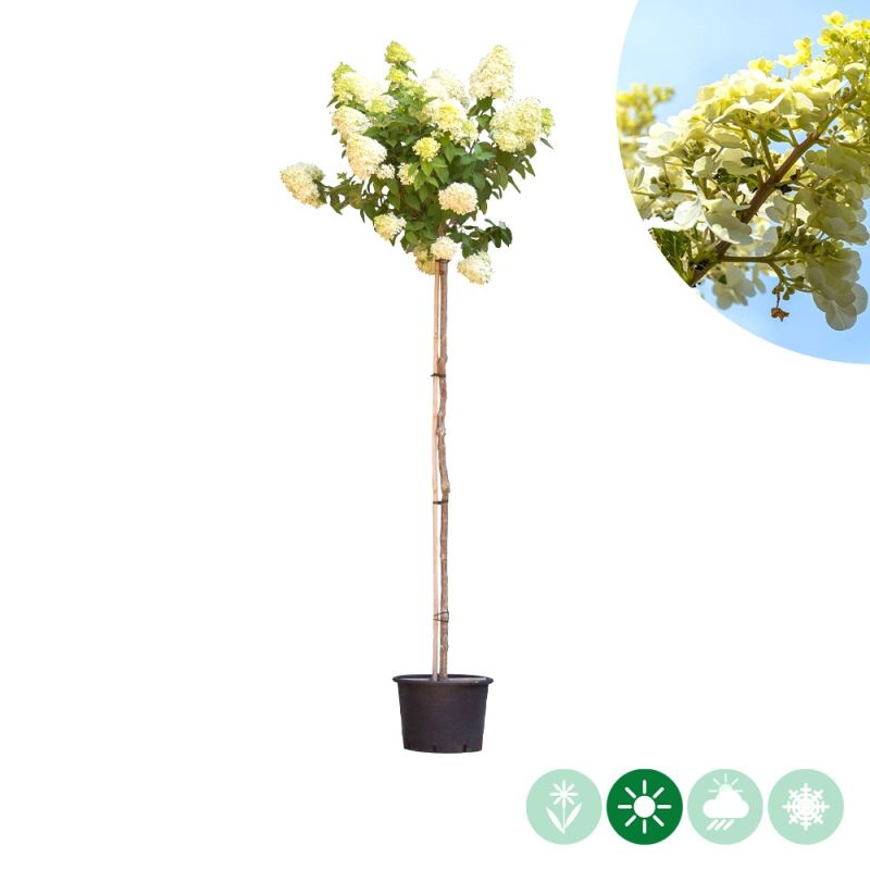 Hydrangea Limelight op stam