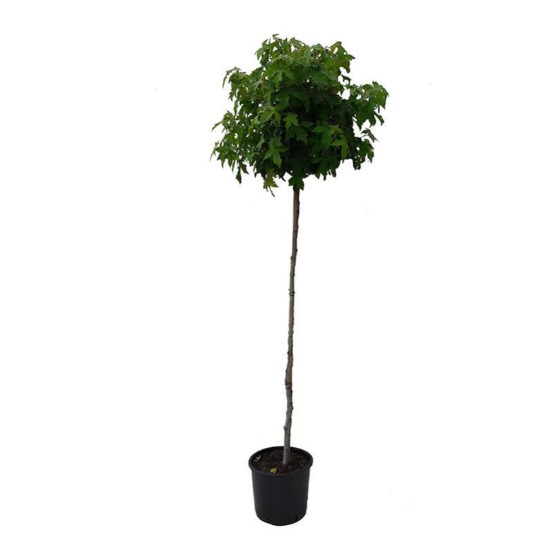 Liquidambar Styraciflua Gum Ball