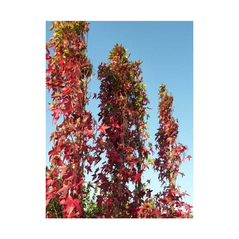 Liquidambar Styraciflua Slender Silhouette