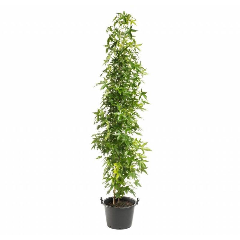 Liquidambar Styraciflua Slender Silhouette
