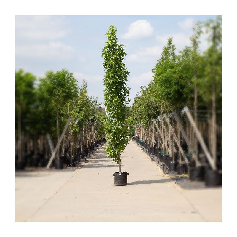 Liquidambar Styraciflua Slender Silhouette