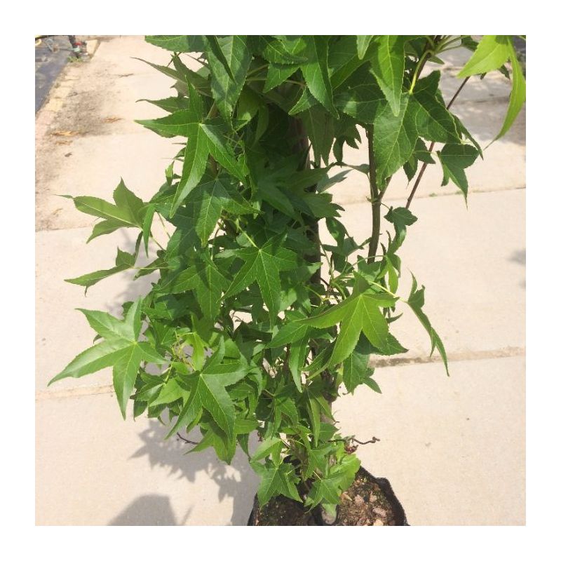 Liquidambar Slender Silhouette