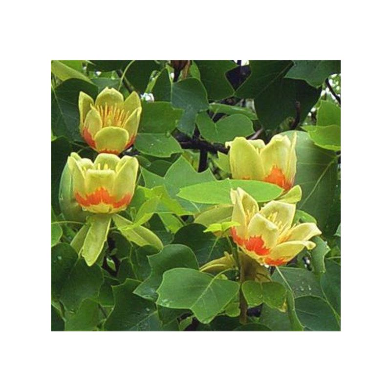 Liriodendron Tulipifera Fastigiata