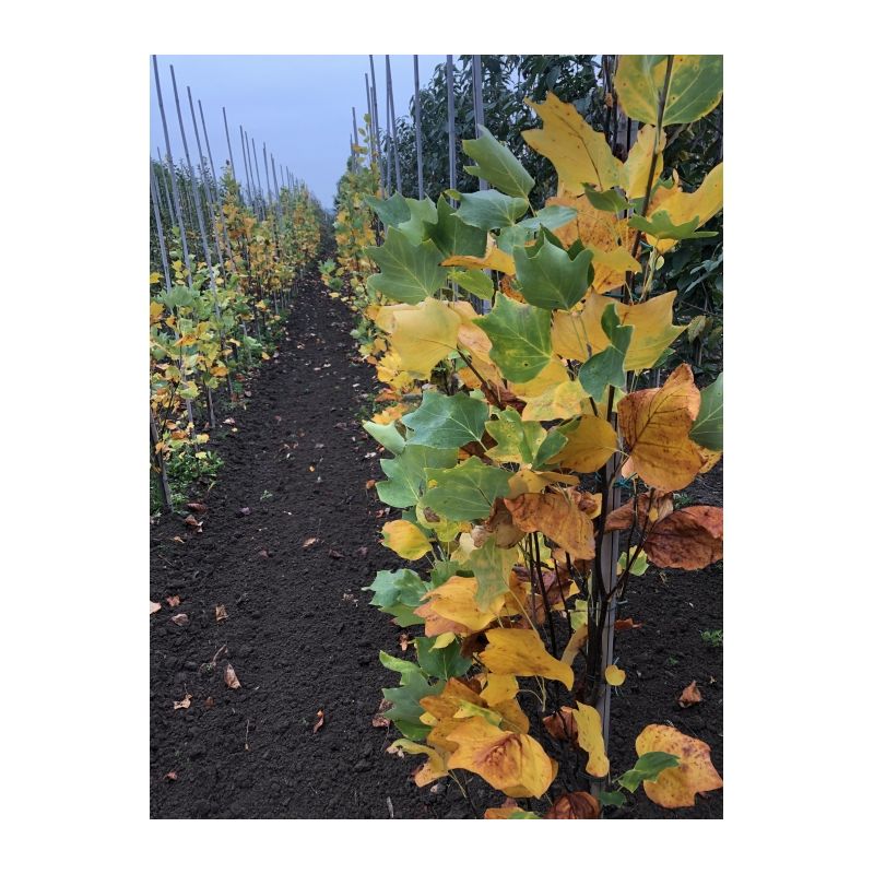 Liriodendron Fastigiata